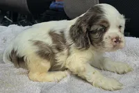 ACE, a male Cocker Spaniel for sale in Henderson, NC – 2 of 2