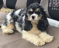 FANCY, a female Cocker Spaniel for sale in Henderson, NC – 2 of 3