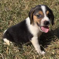 HERSHEY, a male Beagle for sale in Henderson, NC – 1 of 2