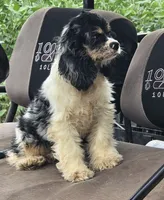 FANCY, a female Cocker Spaniel for sale in Henderson, NC – 3 of 3
