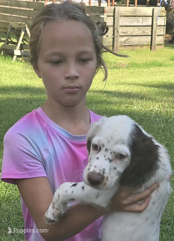 LILLY – English Setter puppy for sale in Henderson, NC