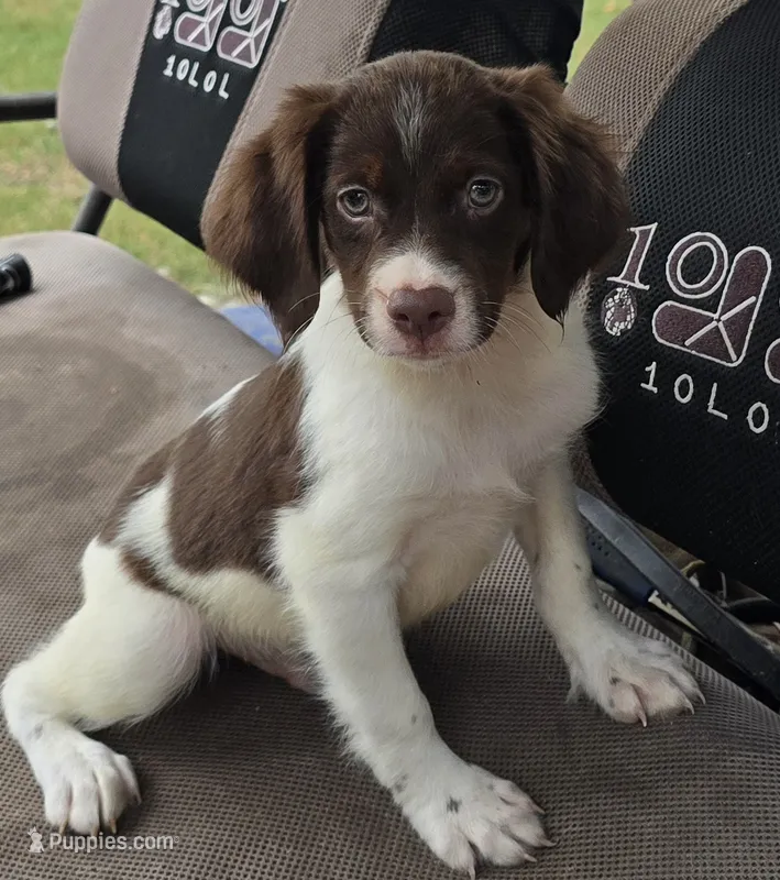 WINCHESTER  – Brittany puppy for sale in Henderson, NC
