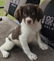 WINCHESTER , a male Brittany for sale in Henderson, NC – 1 of 2