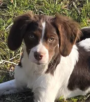PRANCER, a male Brittany for sale in Henderson, NC – Photo 1 of 3