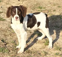 PRANCER, a male Brittany for sale in Henderson, NC – Photo 3 of 3