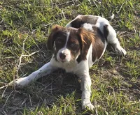 PRANCER, a male Brittany for sale in Henderson, NC – Photo 2 of 3