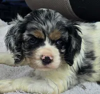 FANCY, a female Cocker Spaniel for sale in Henderson, NC – 2 of 2