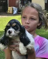 FANCY, a female Cocker Spaniel for sale in Henderson, NC – 3 of 3