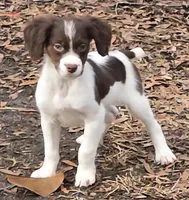 Rockstar , a male Brittany for sale in Henderson, NC – Photo 3 of 3