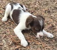 Rockstar , a male Brittany for sale in Henderson, NC – Photo 2 of 3
