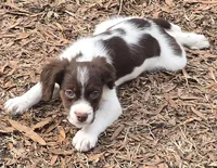 Rockstar , a male Brittany for sale in Henderson, NC – Photo 1 of 3