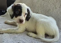 BINGO, a male English Setter for sale in Henderson, NC – 2 of 2