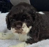 LOVIE , a female Cocker Spaniel for sale in Henderson, NC – 2 of 2