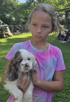 ACE, a male Cocker Spaniel for sale in Henderson, NC – 3 of 3