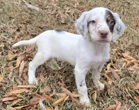SHOOTIN STAR, a female English Setter for sale in Henderson, NC – Photo 2 of 5