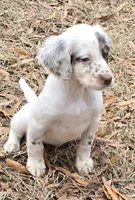 SHOOTIN STAR, a female English Setter for sale in Henderson, NC – Photo 5 of 5