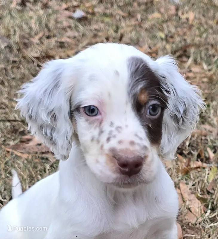 SHOOTIN STAR, a female English Setter for sale in Henderson, NC – Photo 1 of 5