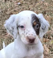 SHOOTIN STAR, a female English Setter for sale in Henderson, NC – Photo 1 of 5