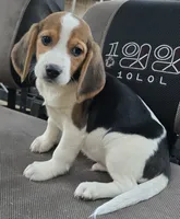 BUGGS BUNNY, a male Beagle for sale in Henderson, NC – 2 of 4