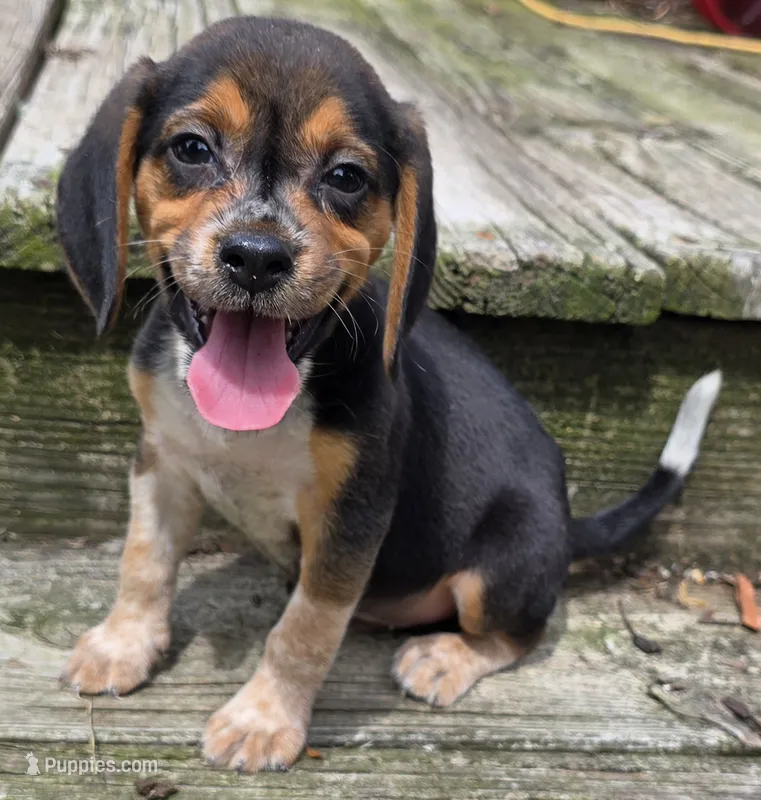 SNOOPY – Beagle puppy for sale in Henderson, NC