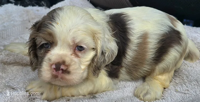 ACE, a male Cocker Spaniel for sale in Henderson, NC – 1 of 2