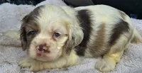 ACE, a male Cocker Spaniel for sale in Henderson, NC – 1 of 2