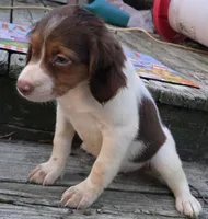 SPICE, a female Brittany for sale in Henderson, NC – 2 of 2