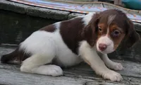 SPICE, a female Brittany for sale in Henderson, NC – 1 of 2