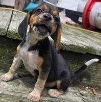 SNOOPY, a male Beagle for sale in Henderson, NC – 2 of 3