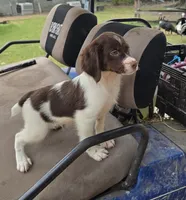 WINCHESTER , a male Brittany for sale in Henderson, NC – 2 of 2