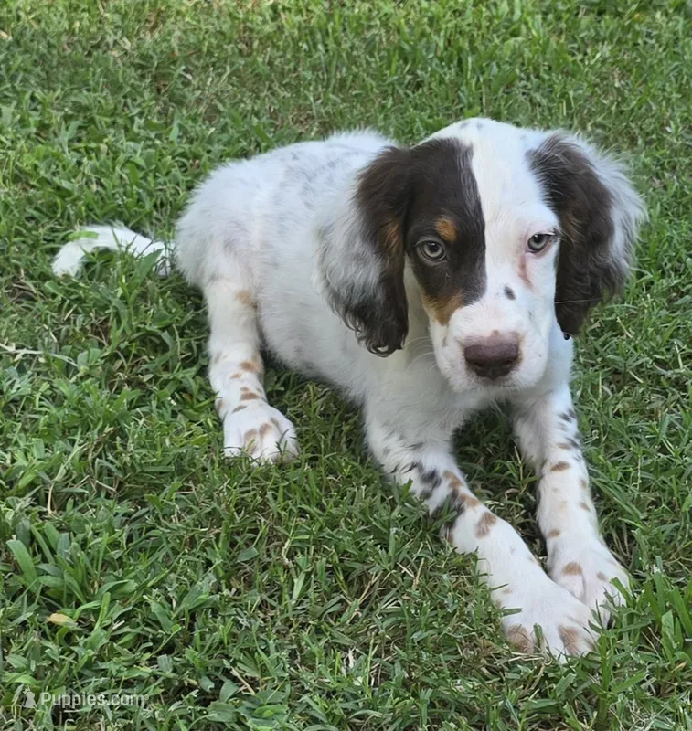 CHAMP – English Setter puppy for sale in Henderson, NC