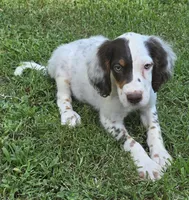 CHAMP, a male English Setter for sale in Henderson, NC – 1 of 2