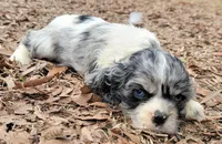FANCY, a female Cocker Spaniel for sale in Henderson, NC – Photo 3 of 3