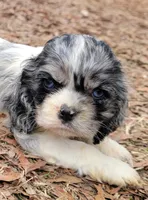 FANCY, a female Cocker Spaniel for sale in Henderson, NC – Photo 1 of 3