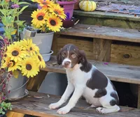 WESTERN , a male Brittany for sale in Henderson, NC – 2 of 2