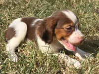 GUNNER, a male Brittany for sale in Henderson, NC – 2 of 3