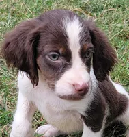 REMINGTON, a male Brittany for sale in Henderson, NC – Photo 1 of 2