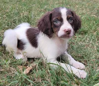 REMINGTON, a male Brittany for sale in Henderson, NC – Photo 2 of 2