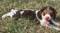 REMINGTON , a male Brittany for sale in Henderson, NC – 2 of 2