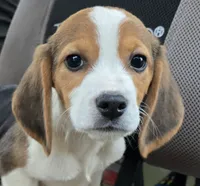 BUGGS BUNNY, a male Beagle for sale in Henderson, NC – 4 of 4