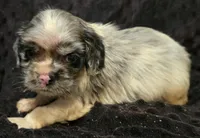 Rockstar, a male Cocker Spaniel for sale in Henderson, NC – Photo 2 of 2