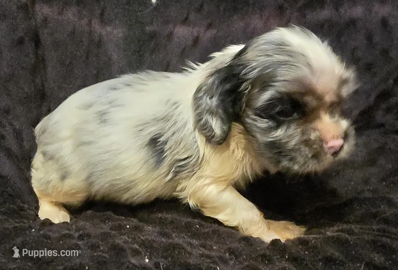 Rockstar, a male Cocker Spaniel for sale in Henderson, NC – Photo 1 of 2