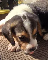 HERSHEY, a male Beagle for sale in Henderson, NC – 2 of 2