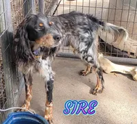 FANCY, a female English Setter for sale in Henderson, NC – Photo 3 of 5