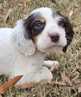 FANCY, a female English Setter for sale in Henderson, NC – Photo 1 of 5