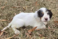 FANCY, a female English Setter for sale in Henderson, NC – Photo 4 of 5
