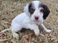 FANCY, a female English Setter for sale in Henderson, NC – Photo 2 of 5