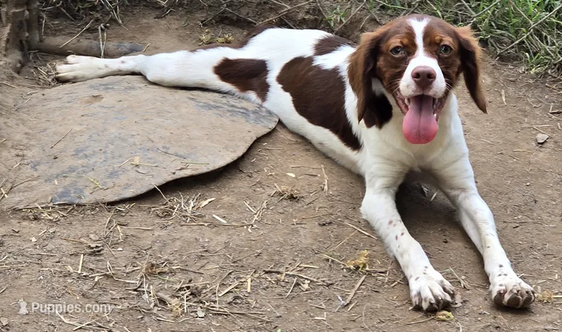 ROSIE – Brittany puppy for sale in Henderson, NC
