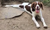 ROSIE, a female Brittany for sale in Henderson, NC – 1 of 3