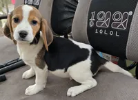 BUGGS BUNNY, a male Beagle for sale in Henderson, NC – 3 of 4